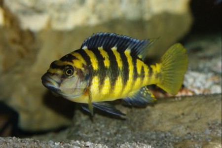 Pseudotropheus Crabro